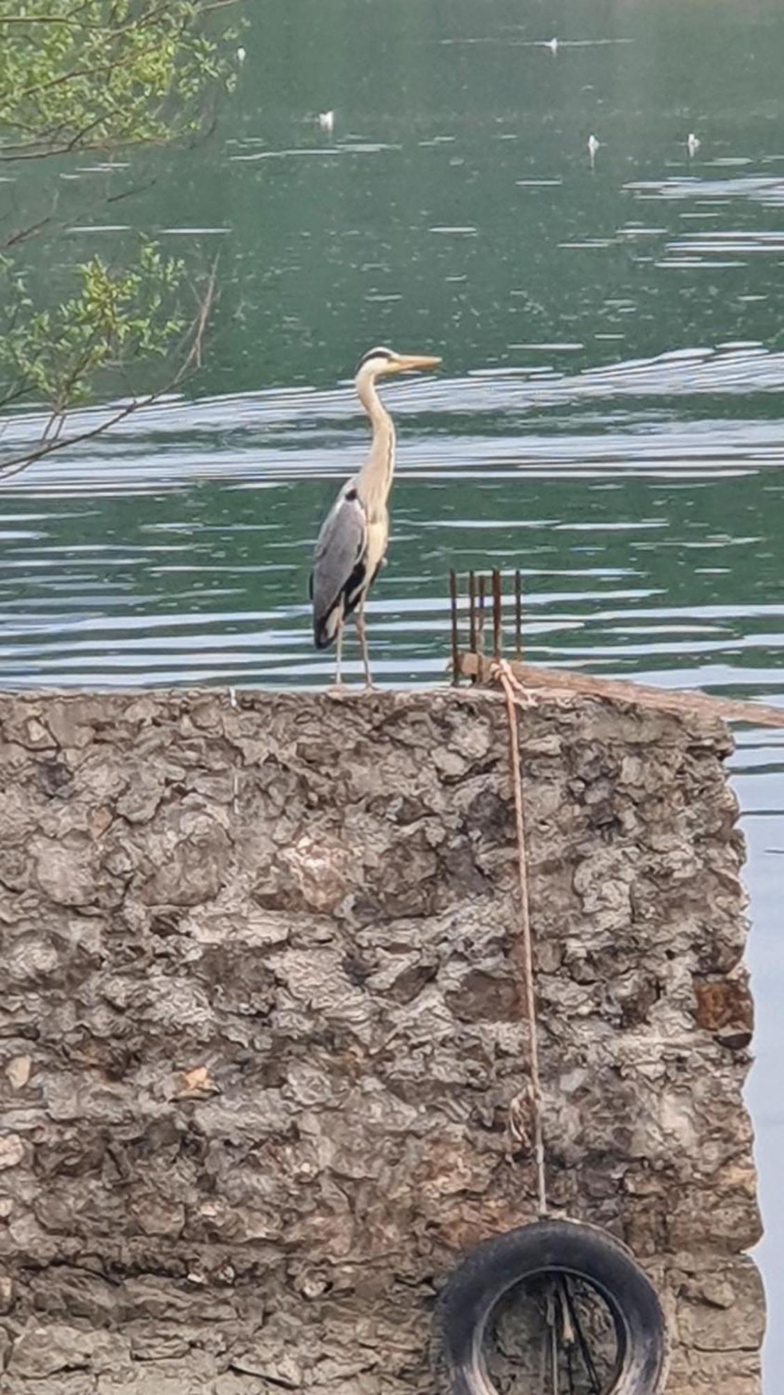 Apartman Skadarsko Jezero Bay Vranjina 外观 照片